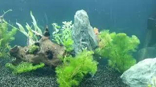 New Live Planted 180L Tropical Aquarium!
