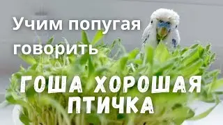 Учим попугая говорить 
