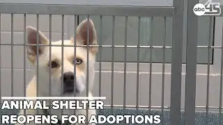NC Animal Shelter Taking Pet Adoptions Again