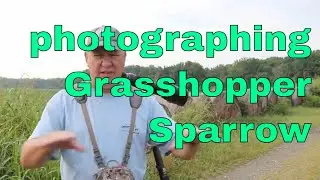 Capturing The Stunning Beauty Of The Grasshopper Sparrow: A Photo Journey
