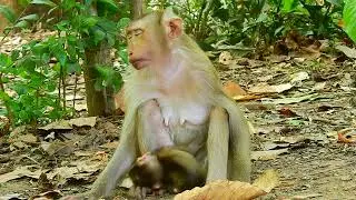 Haknuman at Angkor wat temple 18