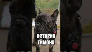 Бульдог Тимон не может найти дом 