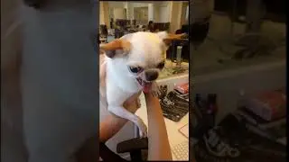 Funny Dog 44 #shorts