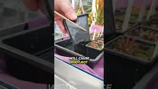 Saving a Dying Venus Flytrap 