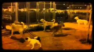 Having fun at the dog park  by Magisto