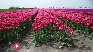 Tulip Ride