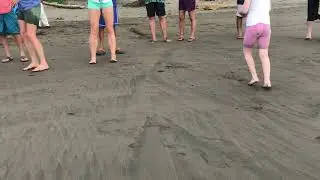 baby turtle release