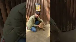 Обзор на капибару #capybara #capy #капибара