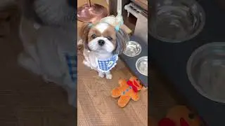 My Shih Tzu Dog Waiting For Food 🐶🥣👀 Cute and Funny Dog Video