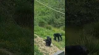 Apes just like Us!