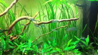 Fishtank updated