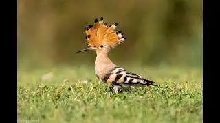 A Quick facts about Hoopoe (Bird)- filmed on Panasonic GX85