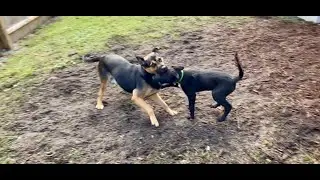 No Fear in My 12-Week-Old Belgian Malinois Puppy
