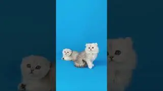 Девочки скоттиш фолд и скоттиш страйт          #котята #шотландскиекотята