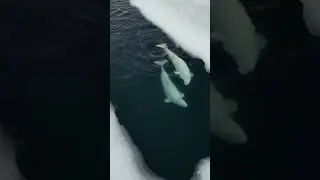 Белухи в городе!