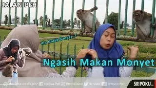 Asyiknya Habiskan Sore Bersama Ratusan Monyet di Stadion Patra Jaya Palembang