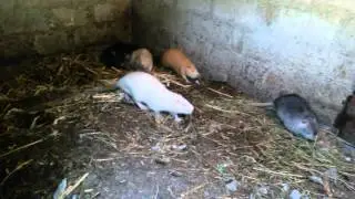Нутрии поведение самца и самок