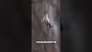 Death from the Sky! The World's Fastest Hunter 😱 