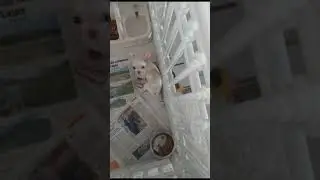 CHIHUAHUA APPLE HEAD DE BOLSILLO PESA 11.2 ONZAS