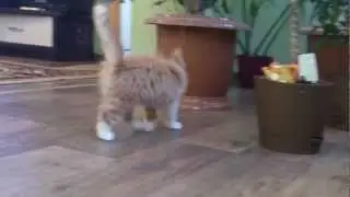 MOV 0005