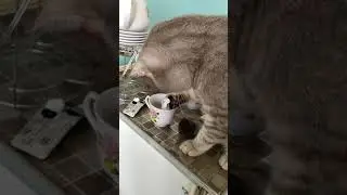 курс лечения кота Хутора