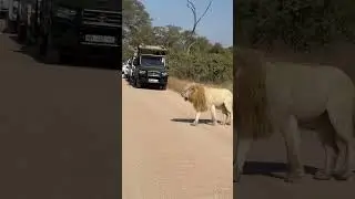 beautiful sighting or not #wildlife #kruger #animals #hyena #elephant #lion #safari #leopard #bear
