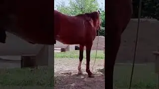 now see horse 🐎🐎🐎🐎🐎🐎🐎🐎