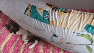 А кота-то я и не заметил...