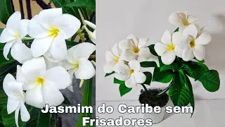 Beautiful Jasmine/Jasmim Do Caribe modelada a mão
