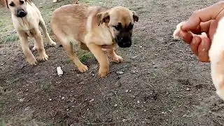 Salgın hastalıktan kurtarma  yavru köpek ilaç tedavi 