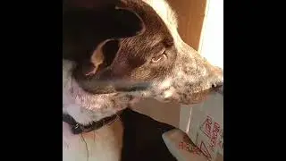 Собака хочет посмотреть на перепелят.