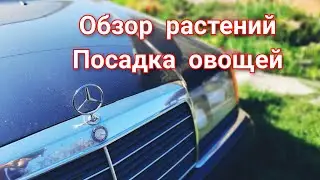 Растения в саду
