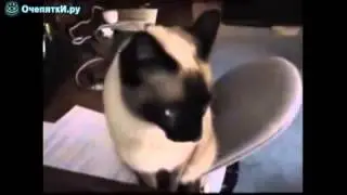 Зевающие коты