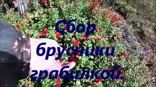 Сбор брусники грабилкой