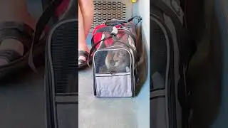Кот не понимает что происходит
