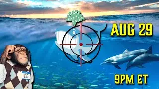Hunting Unusual Whales Aug 29