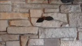 Bats in Buildings