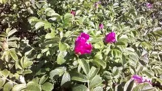 Bees Pollinating Wild Pink Roses