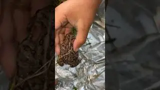 We got a pet FROG !!🐸