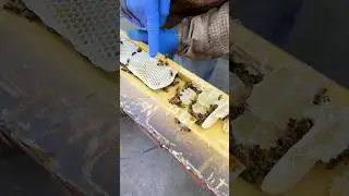 BEE RESCUE 🐝