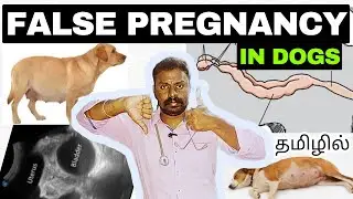 FALSE PREGNANCY in DOGS | TAMIL #dog #pregnancy #viral #trending #viralvideo #trendingvideo #video