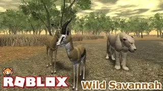 (LION HUNT #1)!