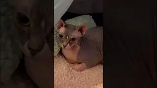 I think she likes her new bed 😻 check oit how I made it on my channel! #sphynxcat