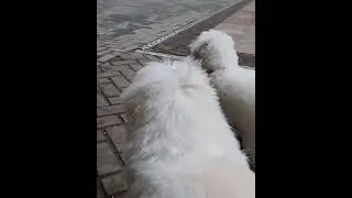 Walking Buddy 🐶