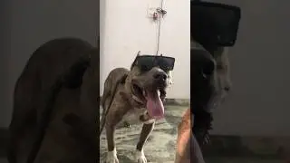 Chsme 😂kese lge guys 🤣 #dog #shorts