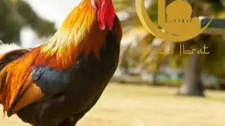 Шукуриллох домла