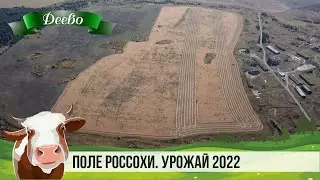 ПОЛЕ РОССОХИ. УРОЖАЙ 2022