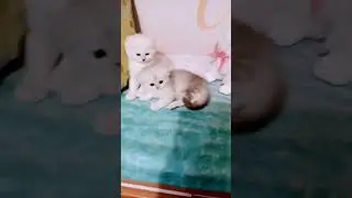 Шотландские котята #скоттишфолд