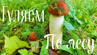 Гуляем по лесу,грибов видимо не видимо.