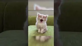 cats in blender | cat 🐈 videos 